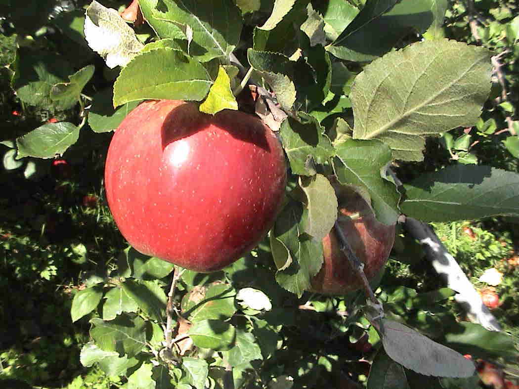 �t�����[�I�u�P���g�̎�