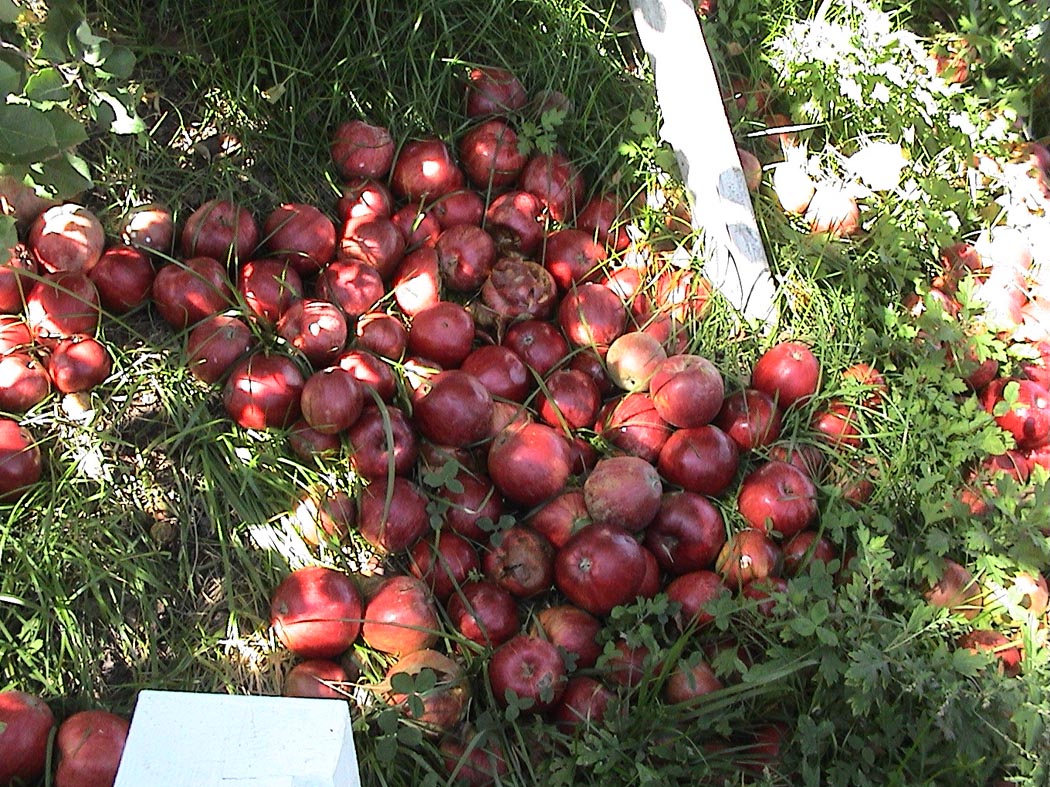 �t�����[�I�u�P���g�̗�����