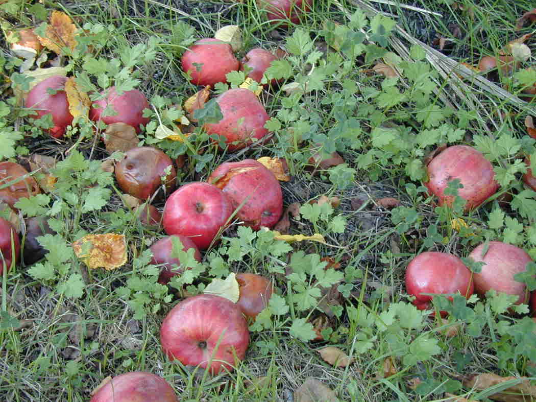 �t�����[�I�u�P���g�̗�����2