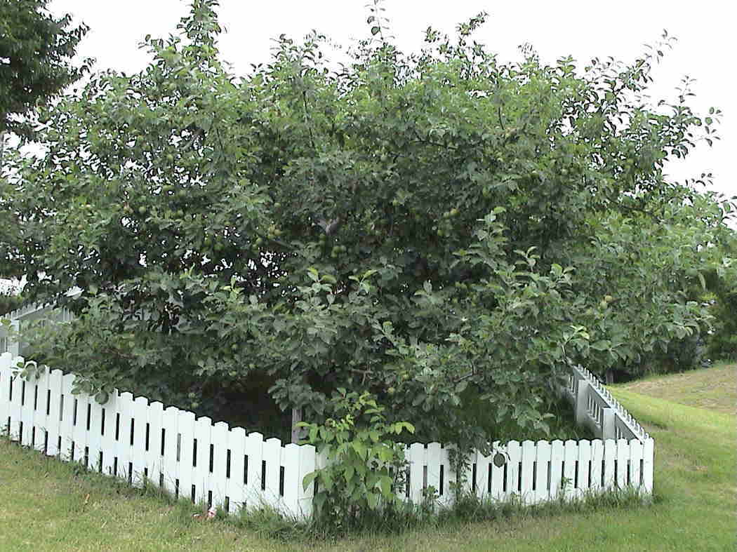 �t�����[�I�u�P���g�̎�