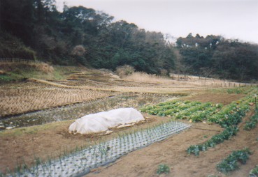 �c���̂��镗�i