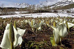 a111.jpg (23247 �o�C�g)