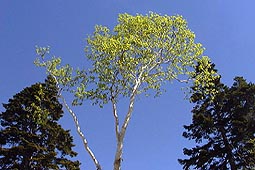 a97.jpg (18043 �o�C�g)