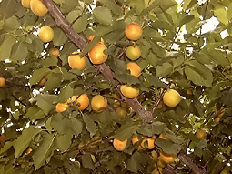 anzu1.jpg (30461 �o�C�g)