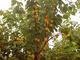 anzu2.jpg (34051 �o�C�g)