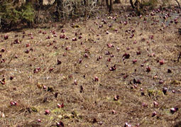 apr13a10.jpg (25956 �o�C�g)