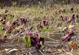 apr13a11.jpg (27467 �o�C�g)