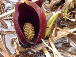 apr13a12.jpg (23009 �o�C�g)