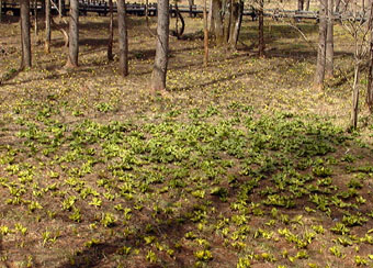 apr13a19.jpg (50147 �o�C�g)