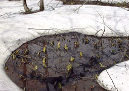 apr13a2.jpg (18106 �o�C�g)