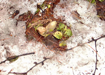 apr13a20.jpg (38990 �o�C�g)