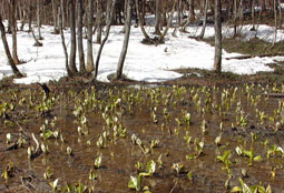 apr13a3.jpg (23270 �o�C�g)