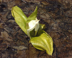 apr13a4.jpg (20376 �o�C�g)