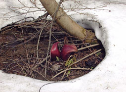 apr13a5.jpg (18900 �o�C�g)