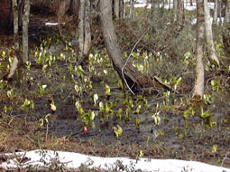 apr13a8.jpg (25876 �o�C�g)