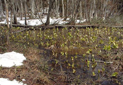 apr13a9.jpg (23705 �o�C�g)