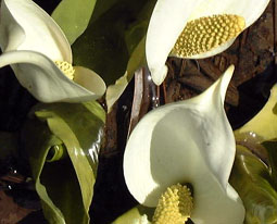 apr16a3.jpg (17783 �o�C�g)