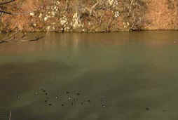 apr20p3.jpg (7947 �o�C�g)