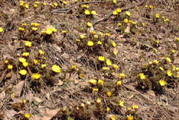 apr3p1.jpg (29796 �o�C�g)