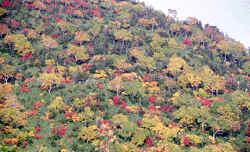 hiyodori.jpg (10079 �o�C�g)