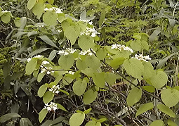 july3a106.jpg (38996 �o�C�g)