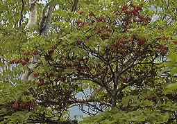 july3a132.jpg (44726 �o�C�g)