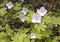 july3a55.jpg (46181 �o�C�g)