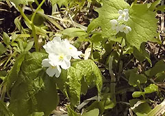 jun144.jpg (23520 �o�C�g)