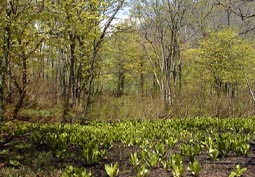 may13a15.jpg (20569 �o�C�g)