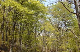 may13a17.jpg (19758 �o�C�g)