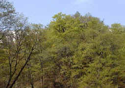 may13a7.jpg (14853 �o�C�g)