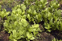 may8a1.jpg (20307 �o�C�g)