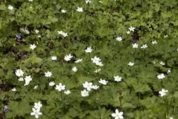 may8a4.jpg (17679 �o�C�g)