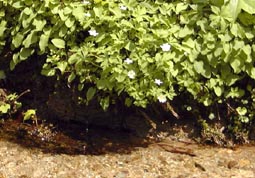 may8a6.jpg (20520 �o�C�g)