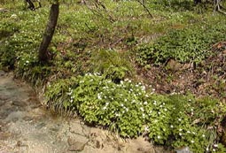 may8a8.jpg (21903 �o�C�g)