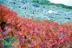 norikura.jpg (11011 �o�C�g)