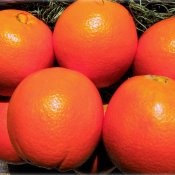 藤枝温室ネーブル　★