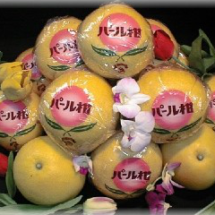 パール柑