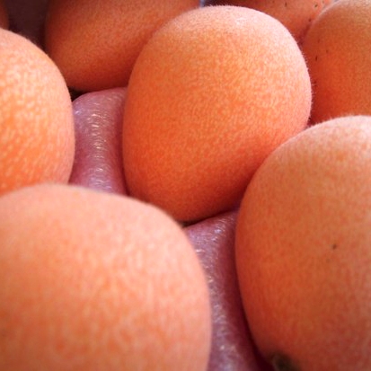 長崎県産温室茂木びわ