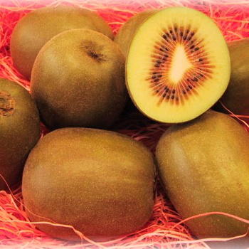 レインボーレッドキウイ