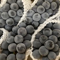 種なしピオーネ