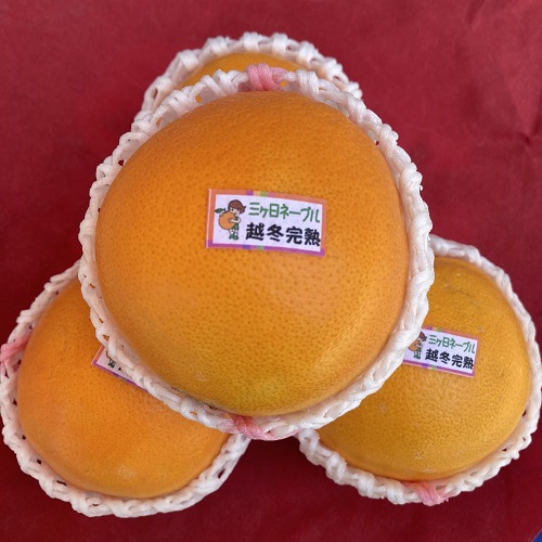 三ケ日越冬完熟ネーブル