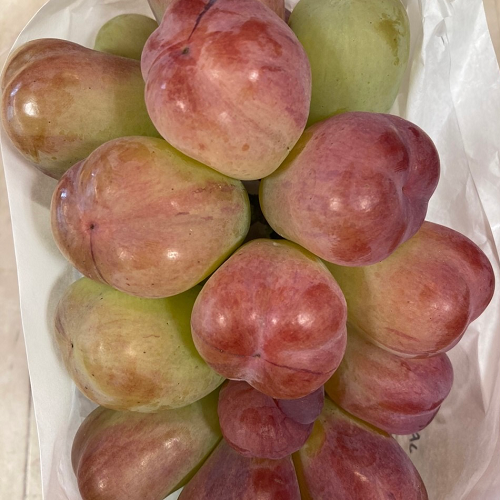 バイオレットキング