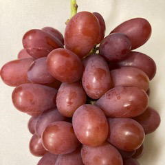 マドンナの宝石