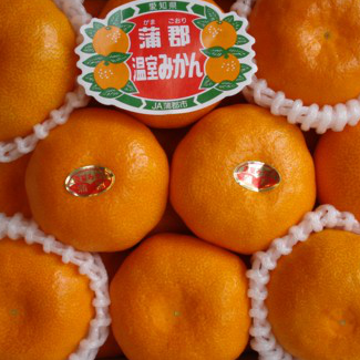 蒲郡温室みかん