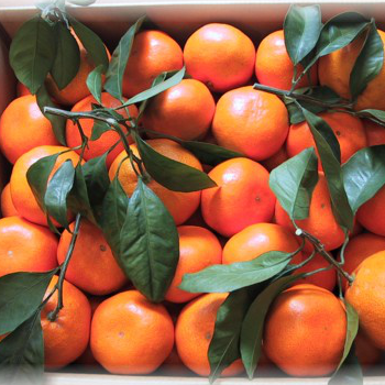 三ケ日青島みかん ★