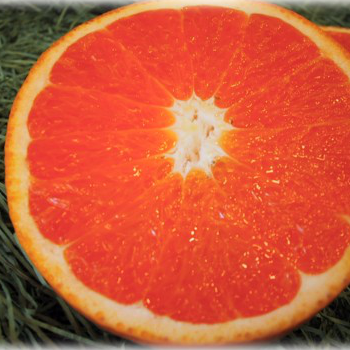 きよみオレンジ