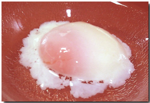 ���򂽂܂��i���񂹂񂽂܂��j