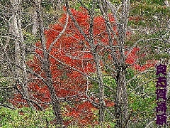 ���Ë��ˏH�R���ˎG����k�J-���u��X�[�p�[�ѓ��ˎu�ꍂ���E���̂Q