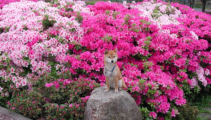 ��{���̍��؂Ȃ�������